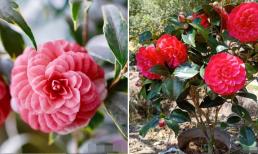 Hoa trà thực ra không khó trồng, chú ý 6 điểm này thì hoa sẽ rực rỡ và nở rất đẹp!