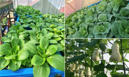 Tận dụng vỏ trứng, mẹ đảm trồng rau trên sân thượng cho năng suất cao