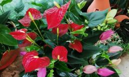 Không gian nhà dù nhỏ đến đâu cũng phải trồng 5 loại hoa nở đẹp, dễ trồng, hoa cả nửa năm mới tàn