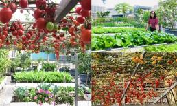 Cô giáo về hưu cùng chồng vác vài trăm bao đất lên sân thượng trồng rau, thành quả cực mê