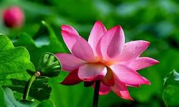 Phụ nữ sinh vào tháng mấy âm lịch thì may mắn vượng phu ích tử, trăm năm có một, cả đời sung sướng