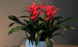 Những loại hoa này có ý nghĩa rất tốt, đặt trong nhà để 'hóa giải vận xui', người giàu có, quyền quý rất thích trồng