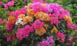 Thời tiết nắng ấm, 6 loại hoa “không chịu đói”, bón phân 1 lần có thể nở nhiều