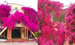 Dân mạng 'phát sốt' với ngôi trường mầm non được phủ hồng rực rỡ bằng màu hoa giấy ở Sơn La