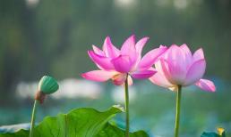 Nếu một ngày cha mẹ ra đi, bạn là người đáng dựa dẫm nhất trong 3 người này