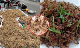 Loại đặc sản cực ngon ở sông Hồng đang vào mùa, giá bạc triệu nhưng không phải ai ở Hà Nội cũng biết