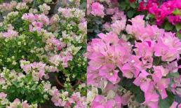 Để “thăng hoa” cho hoa giấy, bạn chỉ cần làm tốt “4 điểm” là hoa giấy sẽ nở bung rực rỡ khắp cành