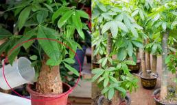 4 lý do khiến cây kim ngân dễ bị vàng lá, bảo sao khó nuôi, mãi không xanh tốt