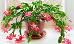 'Người trồng hoa, hoa nuôi người', trồng 5 loại hoa 'nhà phố' này nhà bạn sẽ siêu sạch, vận may đến liên tục