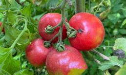 Loại cà chua này có 'chất gây ung thư cấp độ 1'! Đừng mua dù rẻ đến mấy, may mà biết sớm