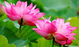 Đối với những người tốt với bạn, đừng trả ơn họ bằng bữa ăn và quà cáp, mà hãy dùng ba cách này để trả ơn họ