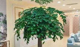 Trong nhà nhất định phải đặt cây cảnh ở những nơi này, người giàu nhìn thoáng qua là hiểu, như vậy mới có thể kiếm bộn tiền