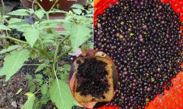 Quả dại mọc ven đường, không ai ngó tới nhưng hóa ra là đặc sản, được bán với giá 300 - 400 nghìn đồng/kg 