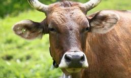 Tại sao con người ăn thịt động vật ăn cỏ mà không ăn thịt động vật ăn thịt? Có gì khác biệt?