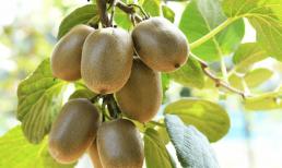 Kiwi 'mỏ vịt' có thực sự được tiêm hormone? Học 3 mẹo nhận biết quả Kiwi có hormone dễ dàng