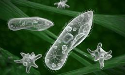 Nếu mặt trời tắt, con người sẽ bị diệt vong, nhưng một sinh vật có thể sống mãi mãi 