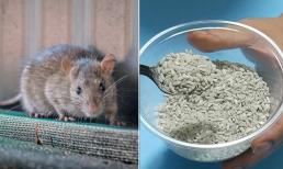 Chuột bò khắp nhà, trộn gạo với thứ này đảm bảo chuột ăn vào chạy 'không dám quay đầu'