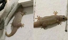 Xôn xao hình ảnh chú thạch sùng cơ bắp cuồn cuộn, dân mạng xuýt xoa: 'Chắc chăm đi tập gym'