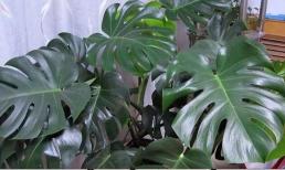 Ban công trồng hoa gì thích hợp nhất? Đừng có ngu ngốc trồng '3 loại' cây này ngoài ban công, vàng lá, thối rễ thường xuyên