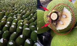 Mít bán ngoài đường thường có vết bôi trắng ở đầu, đó là gì và có ảnh hưởng đến sức khỏe? 