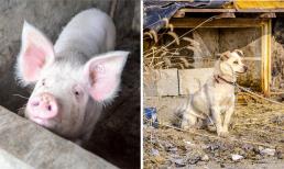 Người xưa ở quê nói: “Nuôi lợn không đẻ hai, nuôi chó không đẻ sáu”. Tại sao lại như vậy? 