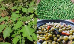 Thứ quả mọc dại đầy đường thường bị chặt bỏ, nay là đặc sản núi rừng, dùng kho cá tuyệt ngon