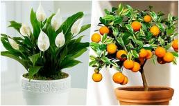 6 cây may mắn thịnh vượng, ưa nhìn, kháng bệnh đặt trong nhà sang chảnh