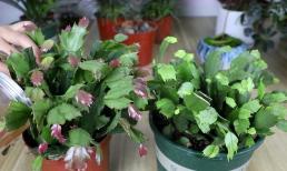 Trồng lan càng cua, 4 sai lầm và cách chăm sóc sẽ làm lá bị mềm, nên nhanh chóng sửa ngay