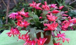 Trời nắng nóng, lan càng cua có “3 sợ 1 sướng”, làm tốt lá mọc nhanh, thẳng và phát triển mạnh mẽ