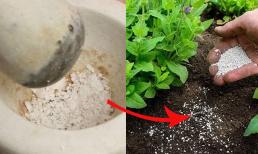 Những loại bột có sẵn trong nhà được xem như 'tiên dược', bón cho cây, hoa sẽ nở 4 mùa