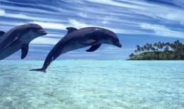 Cá mập bất khả chiến bại ở vùng biển, nhưng tại sao lại sợ cá heo, chuyện gì đang xảy ra vậy? 