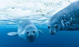 Nước biển nhiều muối, động vật biển uống nước ngọt bằng cách nào? Trên thực tế, nguyên tắc không quá phức tạp