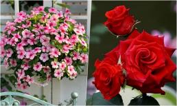4 loại hoa chuyên trồng ban công, phát triển tốt, hoa nở quanh năm