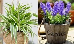 4 loại cây trồng trong phòng ngủ vừa tốt cho da, vừa có giá trị làm đẹp cao, đem đến giấc ngủ yên bình