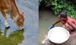 Con người uống phải nước bẩn sẽ khó chịu, tại sao động vật uống nước bẩn lại không sao? Tuyên bố này có đúng không? 