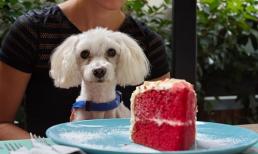 Những loại 'thức ăn cho người' này dù ngon đến đâu thì cũng là 'thuốc độc' đối với chó, nhưng nhiều người vẫn cho chúng ăn