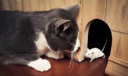 Tử vi 12 con giáp thứ 7 ngày 22/4/2023: Tuổi Mão rất may mắn, Tý công việc bấp bênh