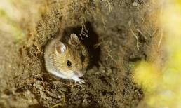 Chuột đồng có tập tính ăn cắp và tích trữ thức ăn, tại sao nửa năm thức ăn trong hố vẫn không nảy mầm? 