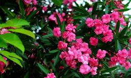 Dù có yêu thích 3 loại hoa này đến đâu cũng đừng rước chúng vào nhà, độc hại cho sức khỏe, đang trồng thì vứt đi