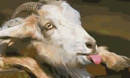 Tử vi tuần mới (24/4 - 30/4): top 3 con giáp cơ may nhận nhiều tài lộc, làm ăn vượng phát, sớm thành đại gia