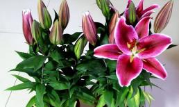  7 loại hoa đẹp, 'nghèo nghĩa' cũng ảnh hưởng đến sức khỏe, dù thích thế nào cũng đừng để trong nhà