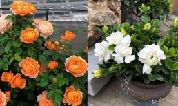 Lão nhân nói: 'Không tặng hoa cỏ kiêng kị này, kẻo thành kẻ thù'! Loại hoa nào không nên mang tặng? 