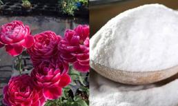 6 mẹo trồng hoa bằng baking soda tiếc là không biết sớm hơn!