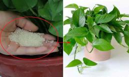 Rắc một nắm gạo vào chậu cây, lập tức nhú lên hàng loạt mầm xanh, còn tốt hơn cả phân bón