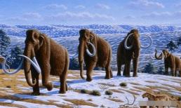 Trong môi trường khắc nghiệt của Kỷ băng hà thứ tư, dã ​​thú hung dữ hoành hành, tổ tiên loài người đã tồn tại như thế nào?