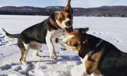 Tại sao chó đực kéo chó cái theo khi giao phối?