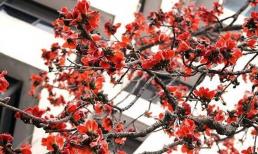 Trắc nghiệm tâm lý: Bạn thích cây bông gạo nào sau đây và khi nào bạn sẽ trở nên 'giàu có'?