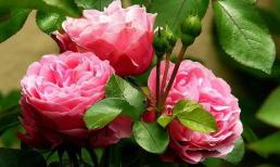 Sau 50 tuổi nhất định phải làm tốt 4 điều này để an yên sống nốt quãng đời còn lại