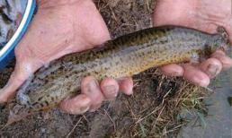 Mấy chục năm trước, chạch đầy rẫy trên mương, ao, nay chạch ngày càng ít, chạch đi đâu?