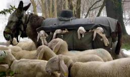 Nuôi lừa để ngăn sói, tại sao lừa ăn cỏ lại không sợ sói ăn thịt?